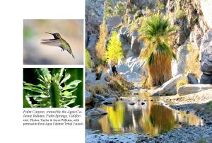 Walking Sticks...page 31  Palm Canyon